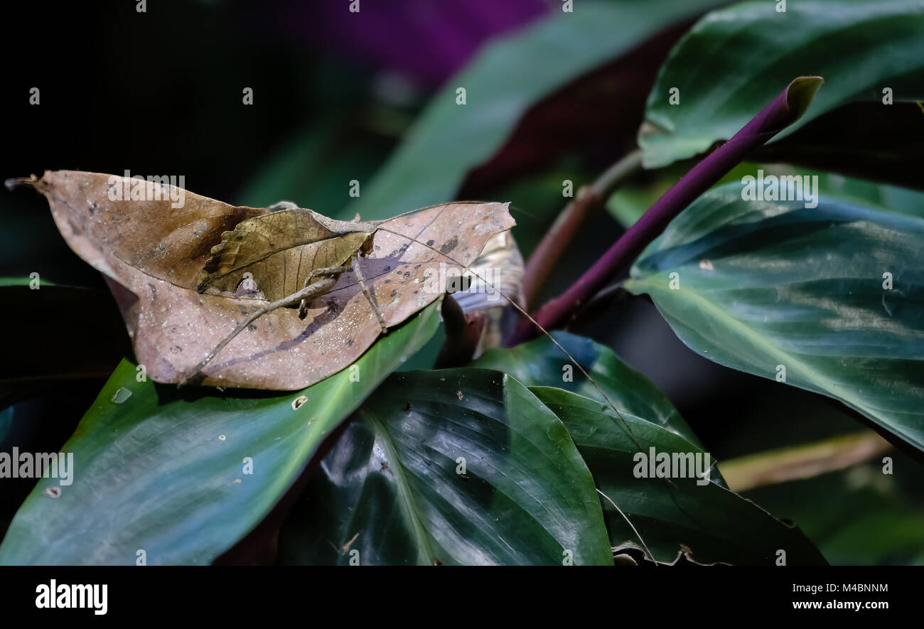 Leaf Katydid ben mimetizzata nella giungla costa ricas Foto Stock