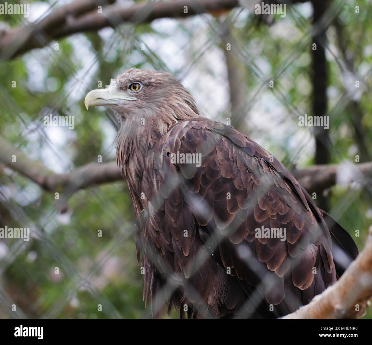 Golden Eagle bird close up ritratto animale Foto Stock