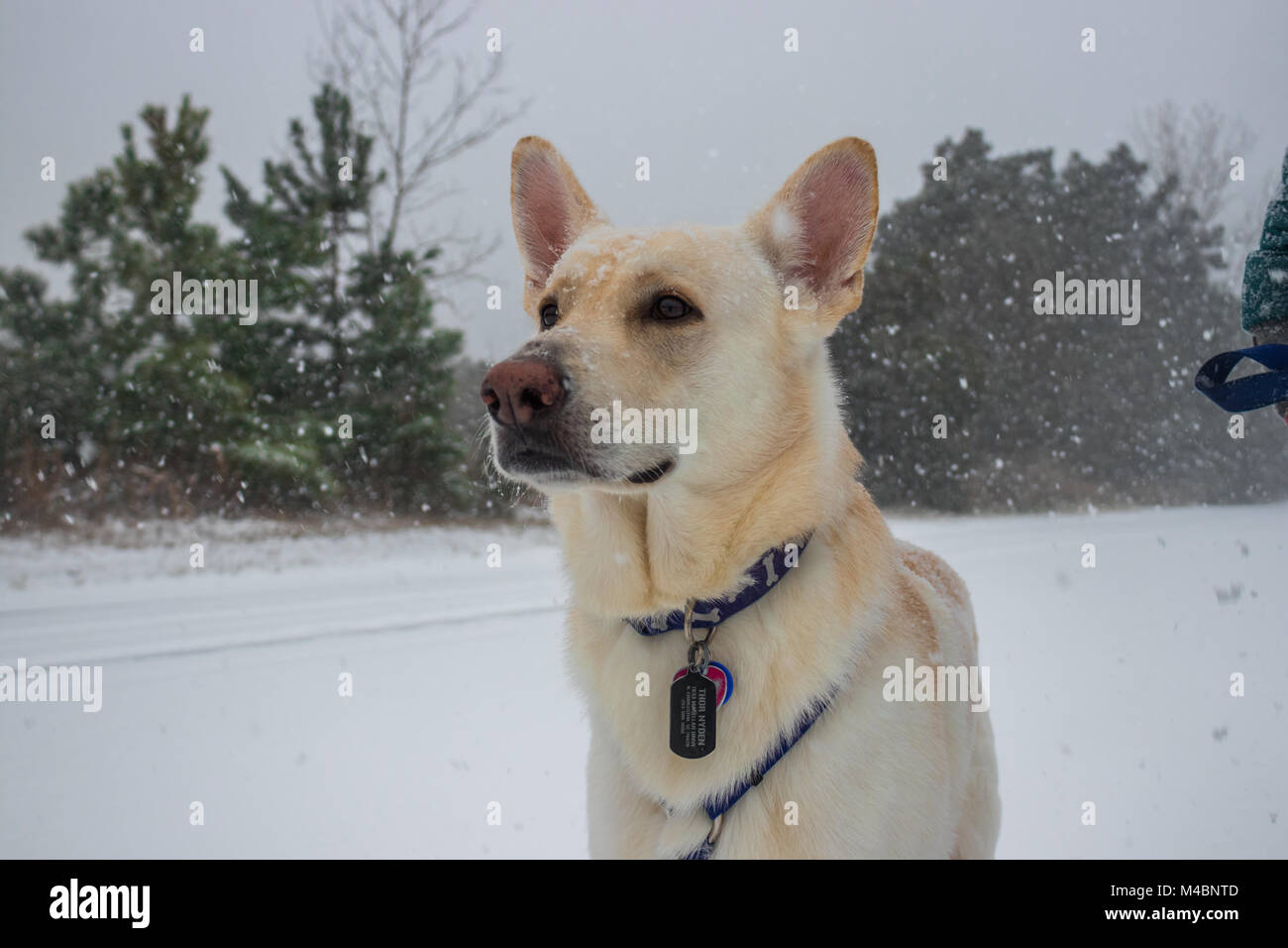 Bianco pastore tedesco ritratto nella neve Foto Stock