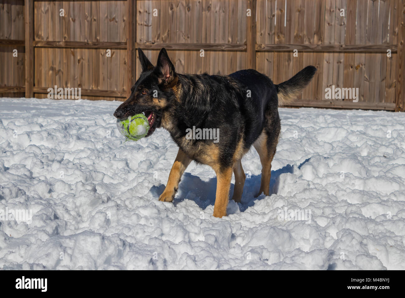 Pastore Tedesco giocattolo di contenimento nella neve Foto Stock