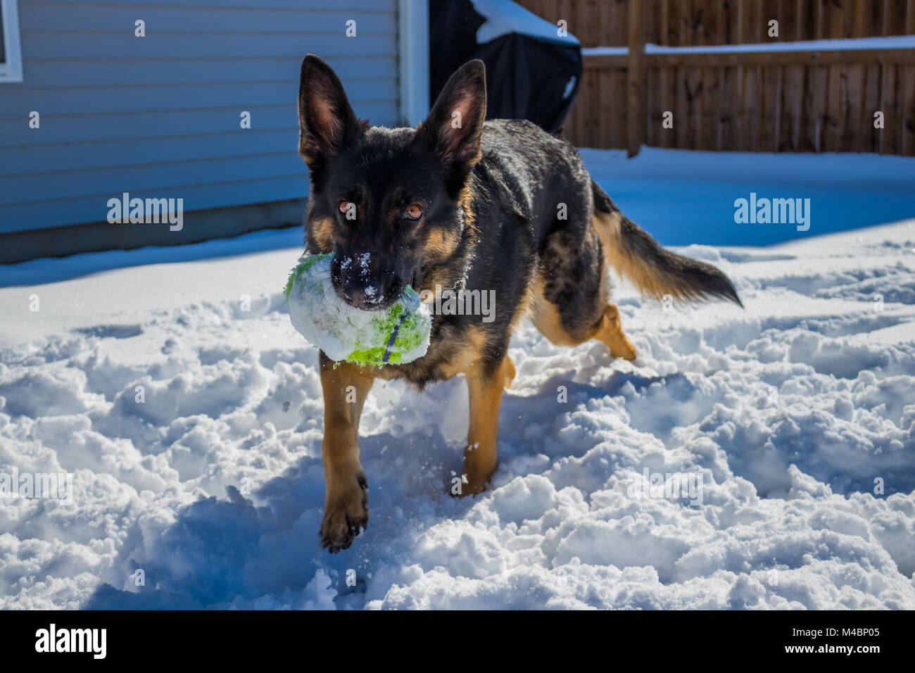 Pastore Tedesco giocattolo di contenimento nella neve Foto Stock