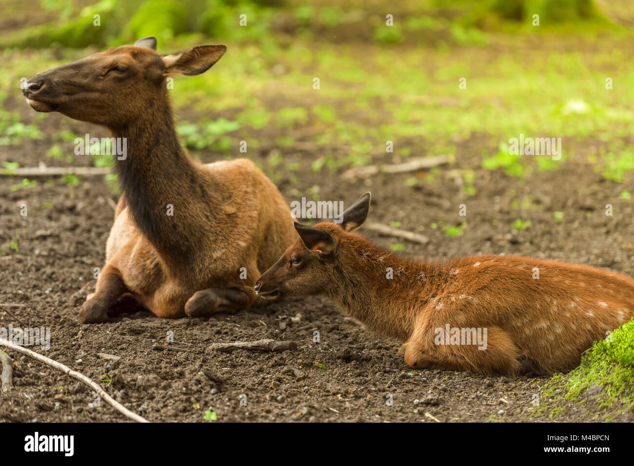 Baby cervi e sua madre Foto Stock