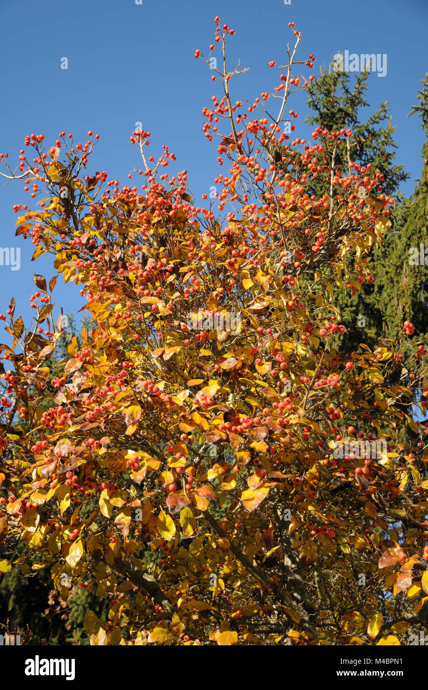 Crataegus x lavallei Carrierei, Lavallees biancospino Foto Stock
