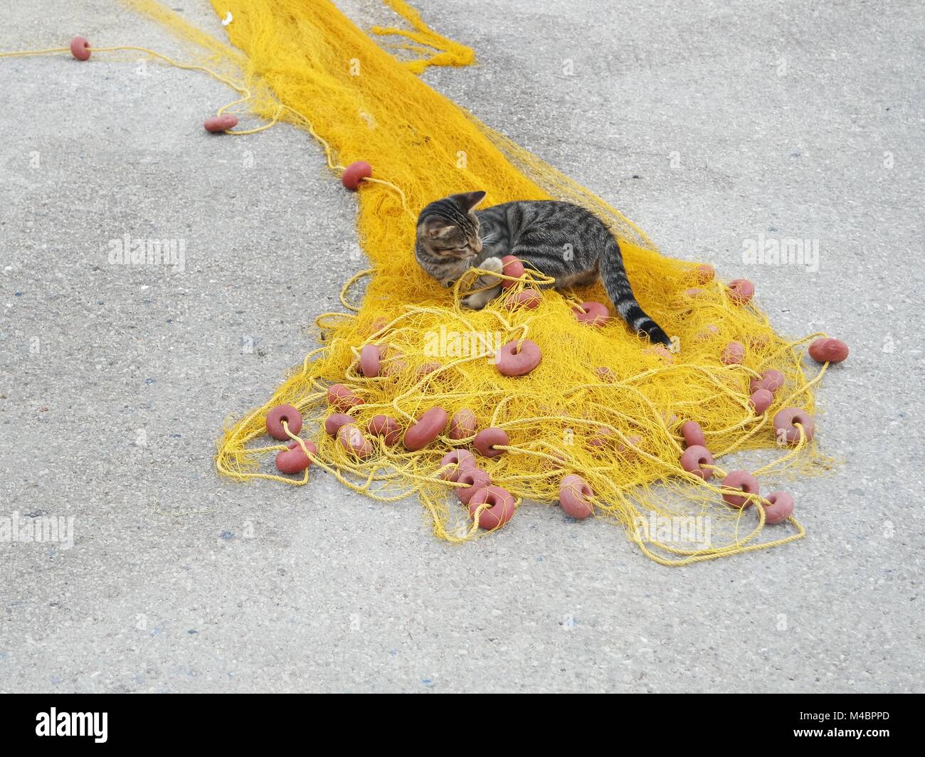 Cat giocando con rete da pesca Foto Stock