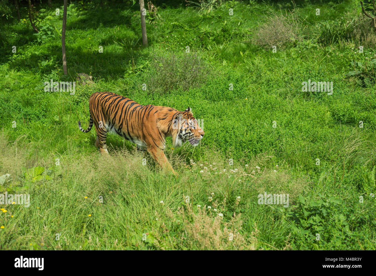 Una potente tigre che si fonde silenziosamente nell'erba stealth del selvaggio. Foto Stock