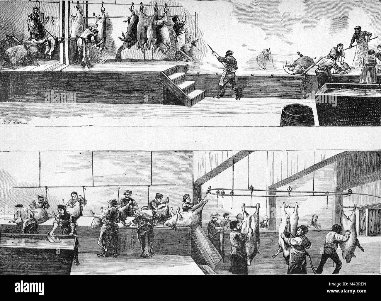 Mattatoio o Suini Macello Cincinnati in Ohio negli Stati Uniti (incisione, 1880) Foto Stock