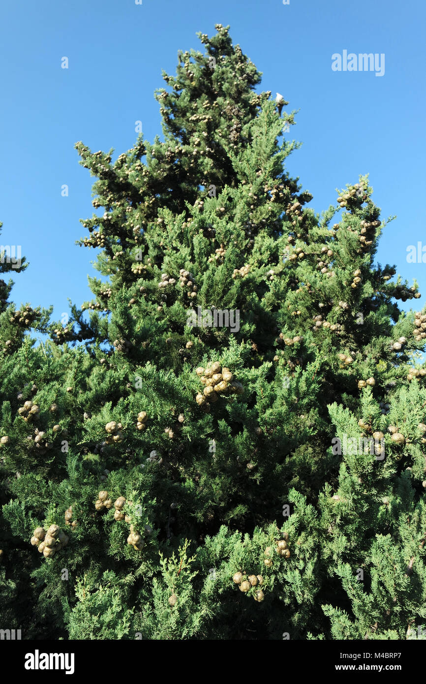 Cipresso mediterraneo. Andalusia Foto Stock