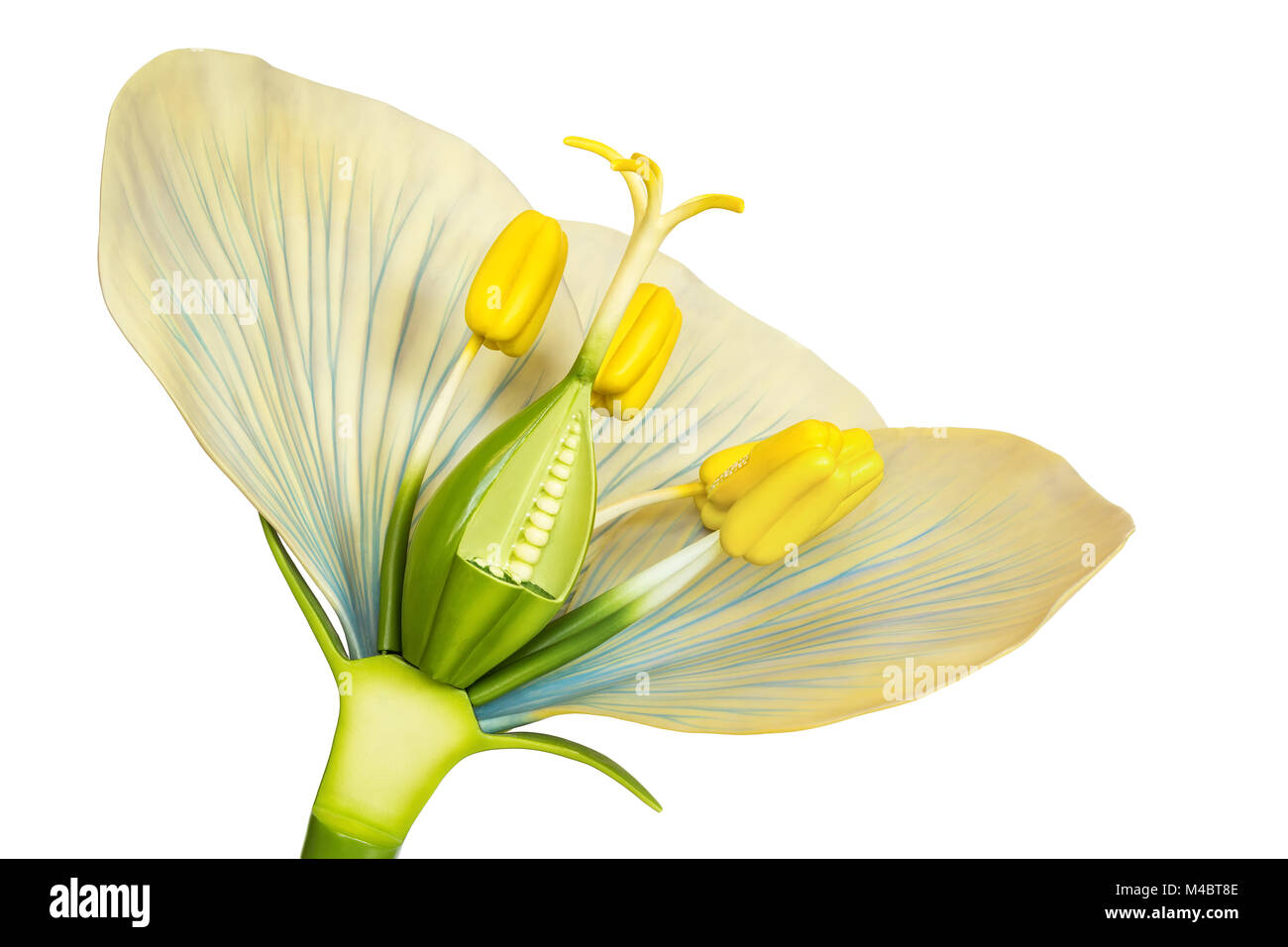 Modello di fiore con stami e pistilli su bianco Foto Stock