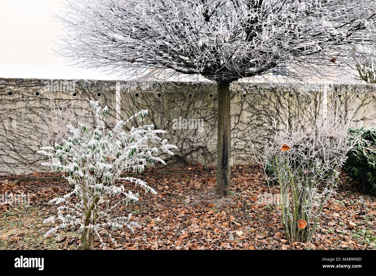 La brina nel piccolo angolo del giardino della città Foto Stock