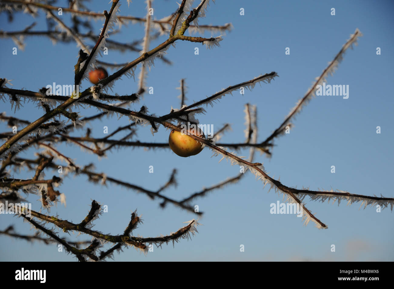 Malus sylvestris, Europeo Crab Apple, Frost White Foto Stock