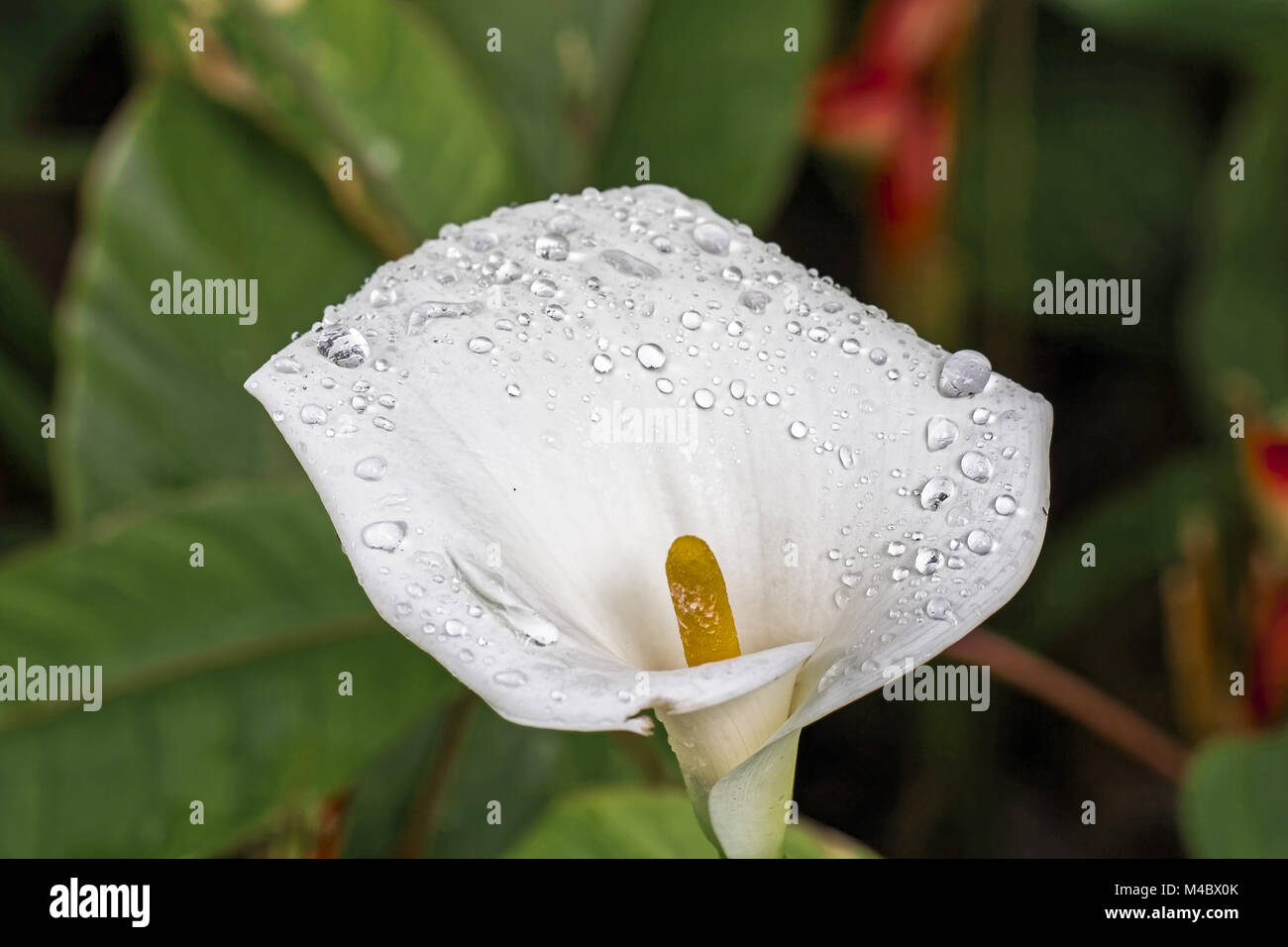 White Arum lily - Zantedeschia aethiopica - Africa del Sud Foto Stock