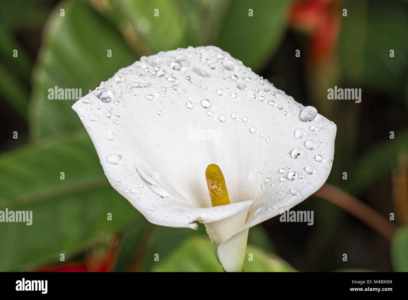 White Arum lily - Zantedeschia aethiopica - Africa del Sud Foto Stock