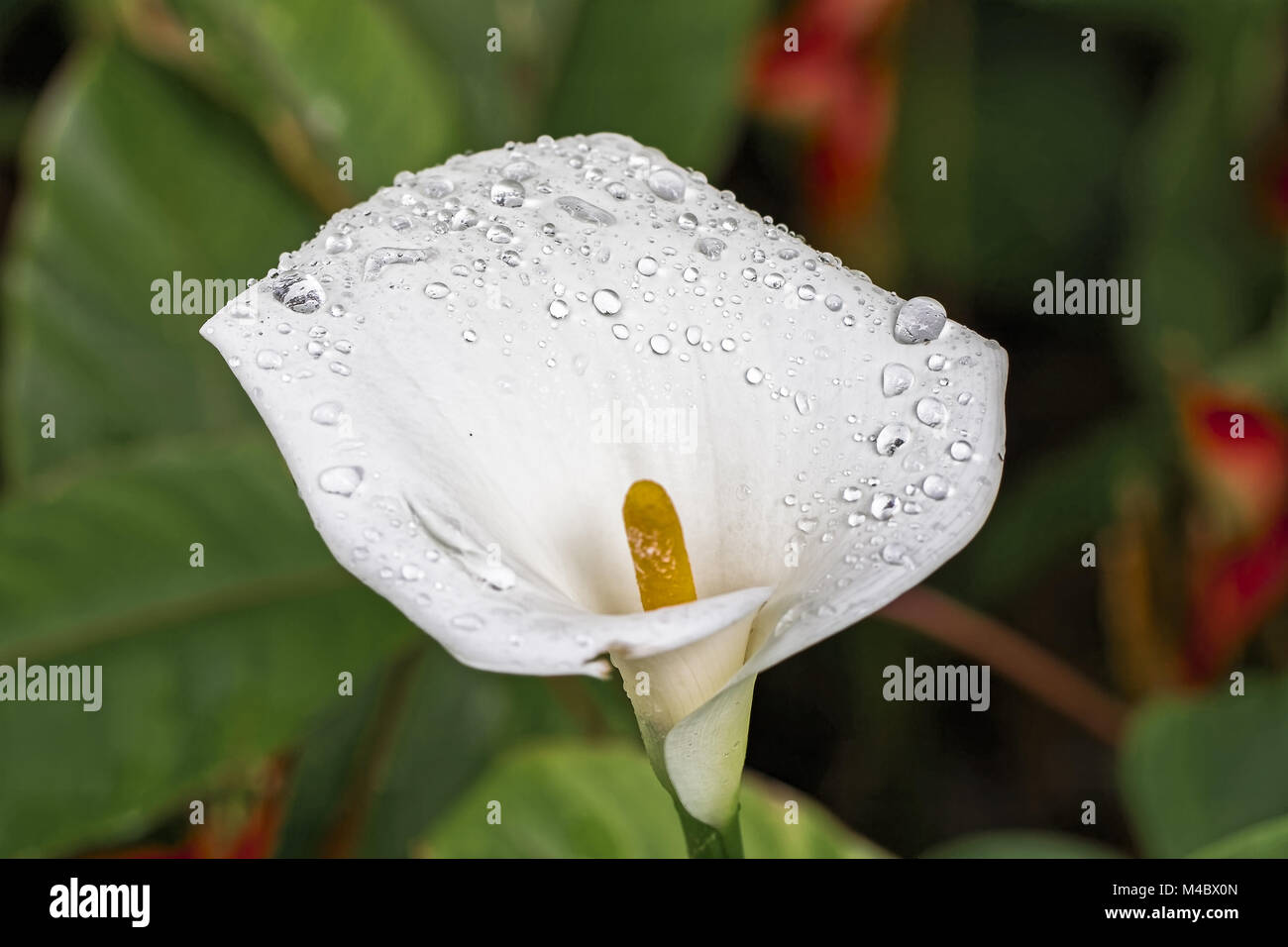 White Arum lily - Zantedeschia aethiopica - Africa del Sud Foto Stock