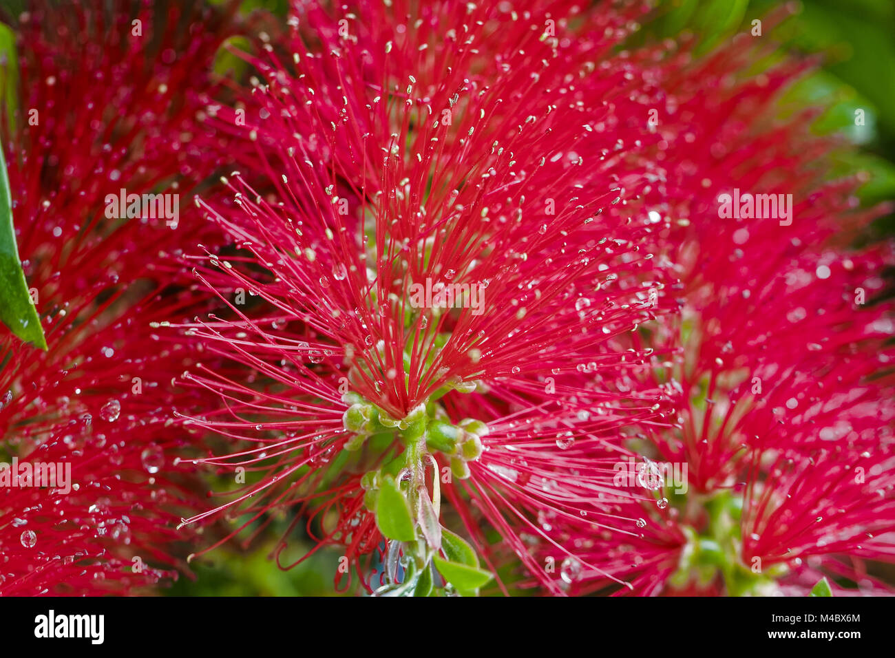 Scovolino da bottiglia rossa fiore, Callistemon rugulosus, Australia Foto Stock