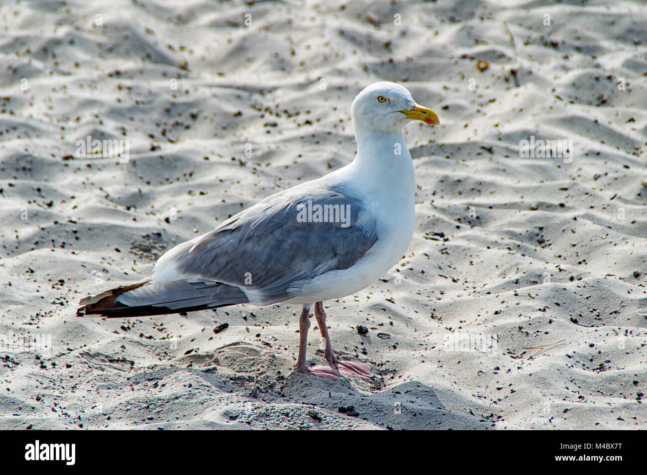 Seagull sulla spiaggia Foto Stock