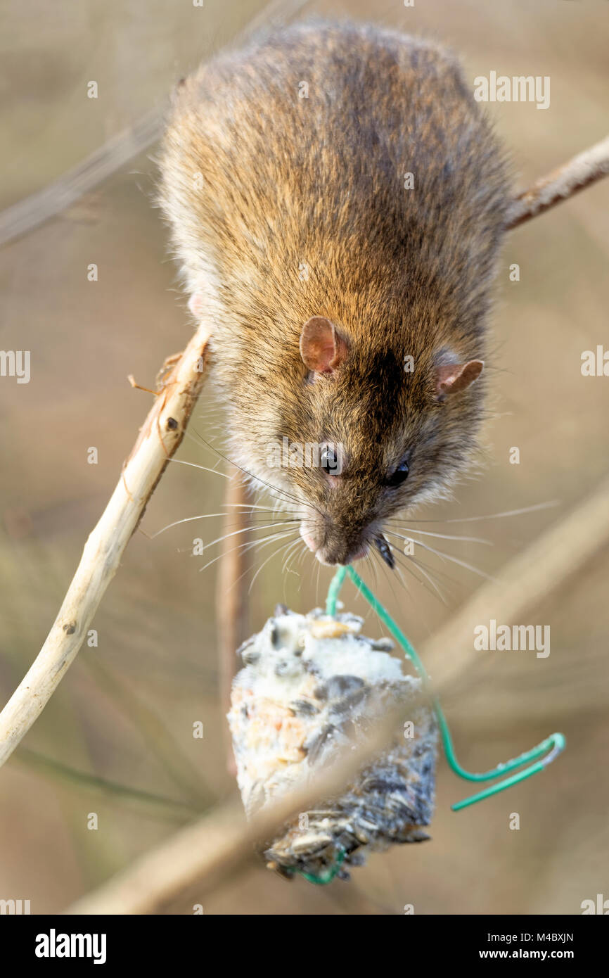 Brown rat in una sfera di grasso Foto Stock