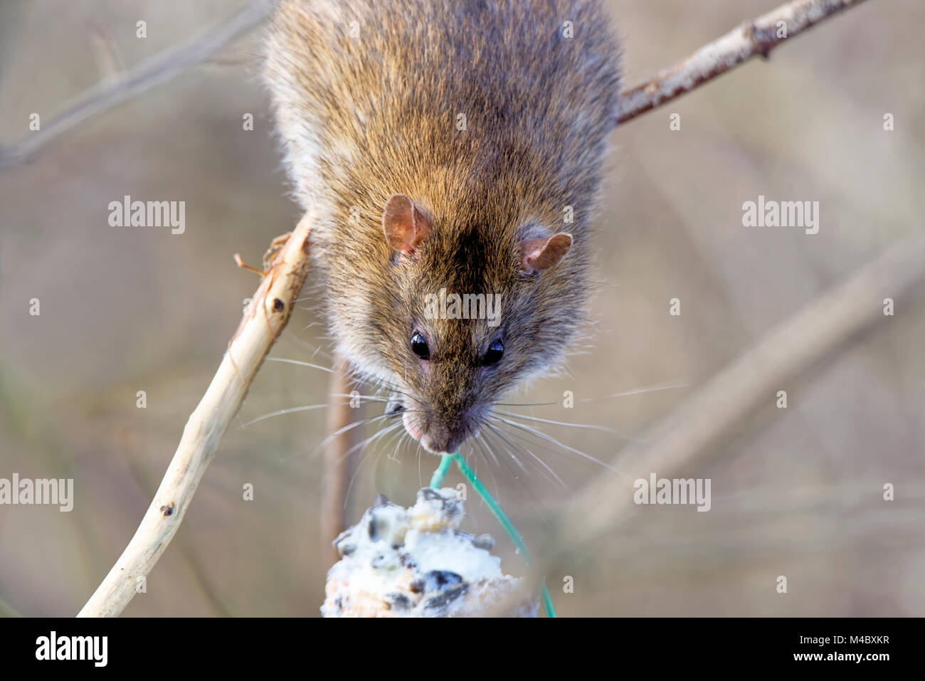 Rat in una sfera di grasso Foto Stock