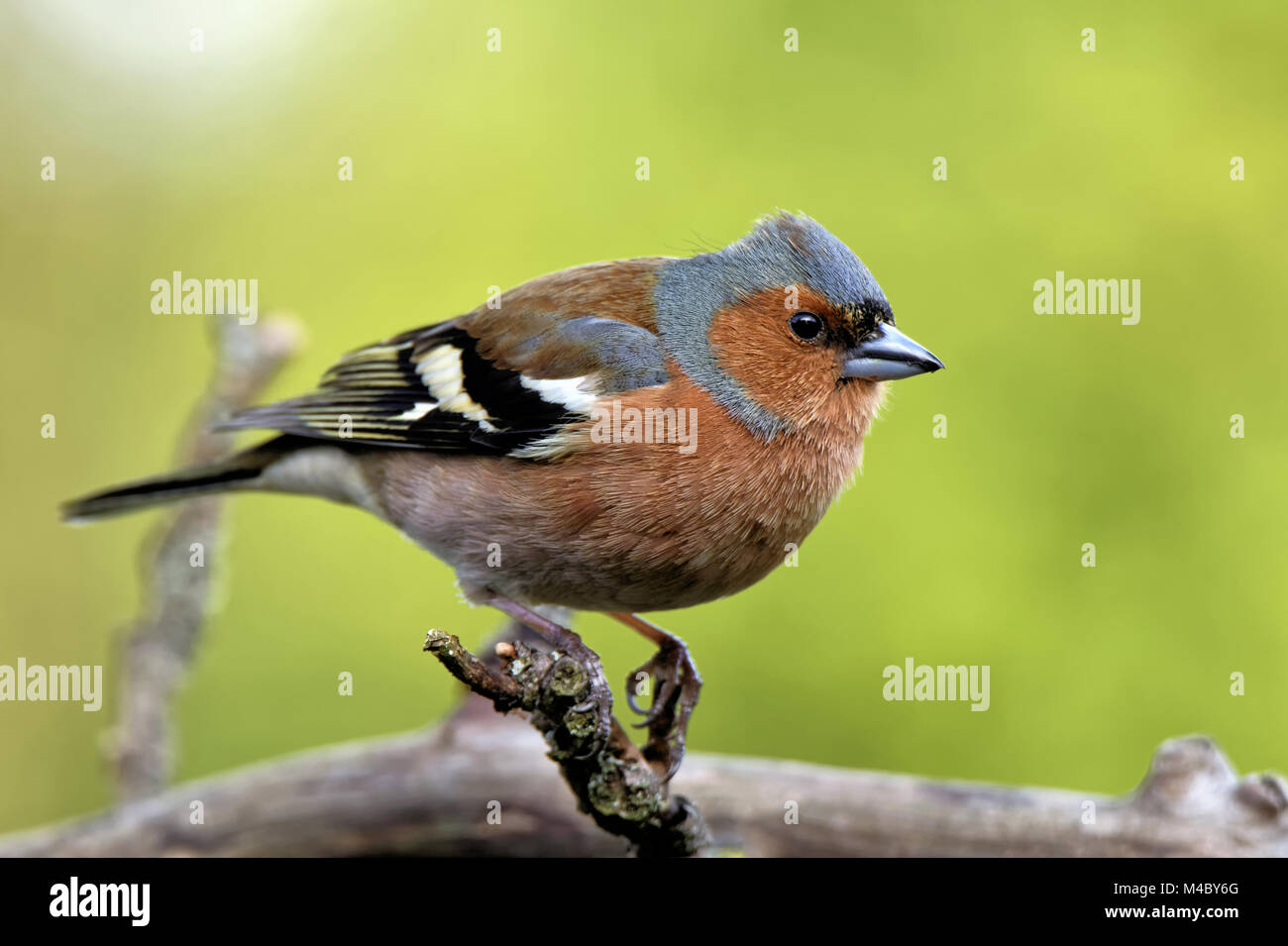 Fringuello su un ramo Foto Stock