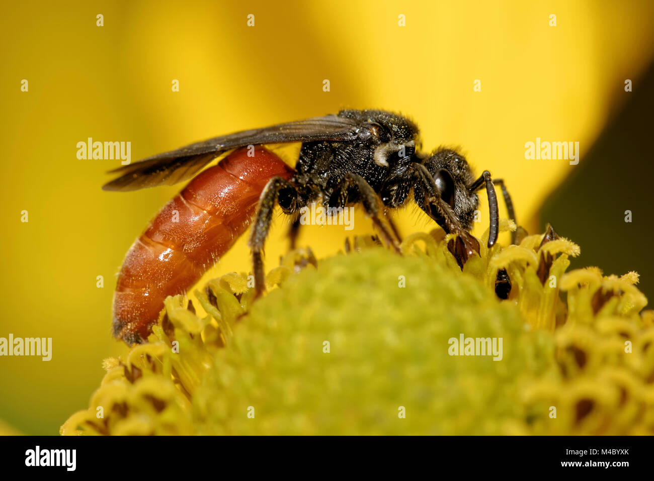 Sphecodes albilabris Foto Stock