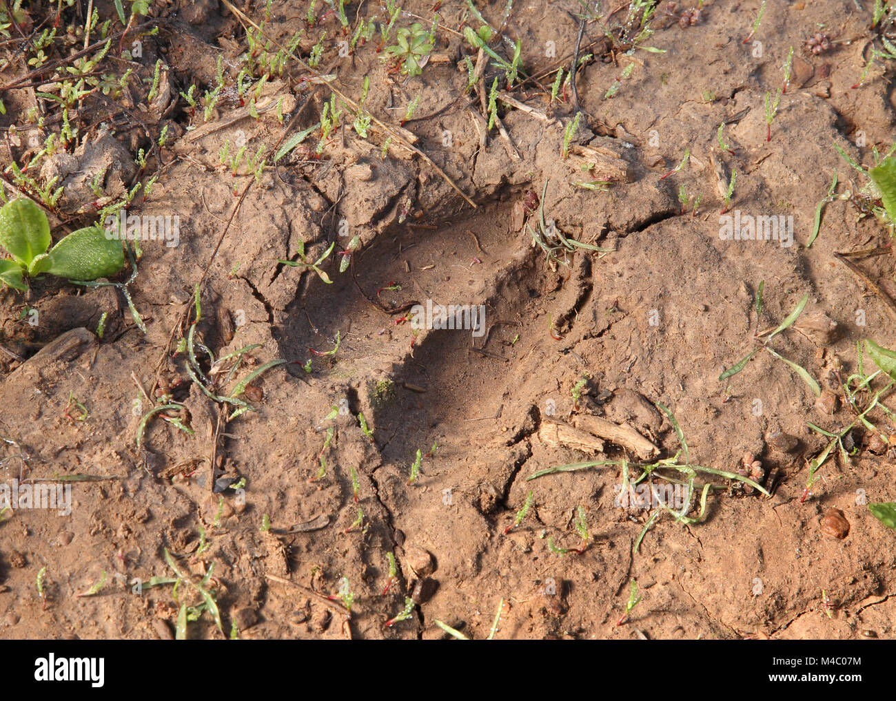 pista di capriolo di mulo chiaramente visibile in chioccio di sporcizia Foto Stock