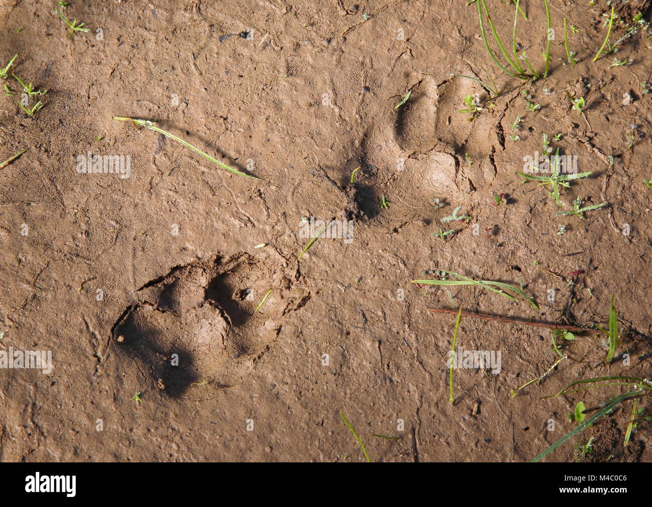 Coyote fresche le vie di fango Foto Stock