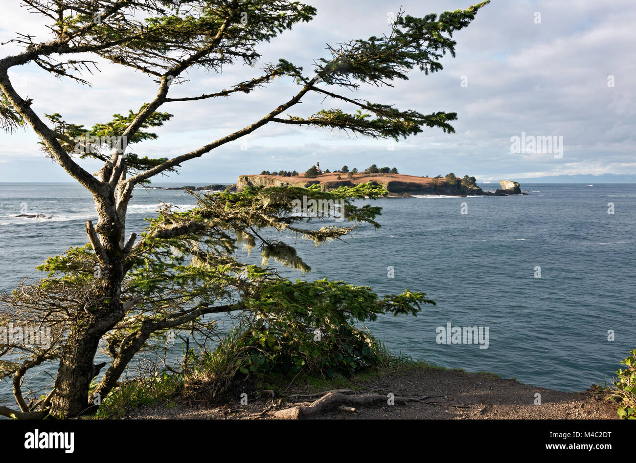 WA13444-00...WASHINGTON - Weathered tree sul promontorio di Capo lusinghe che si affacciano sull'Oceano Pacifico con le lusinghe del capo Luce e Tatoosh isola in Foto Stock