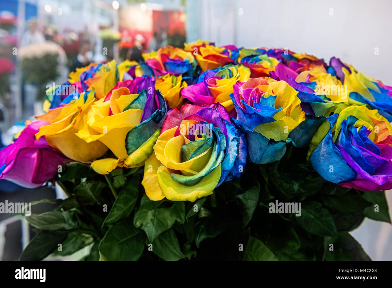 Un mazzo di rose di esotico multi colori. Chameleon fiori con petali colorati in corrispondenza dei bordi. Mercato dei Fiori. Foto Stock