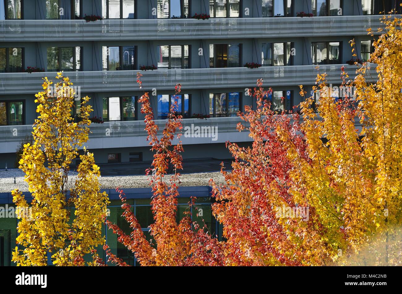 Luminose fogliame di autunno di fronte hotel moderno Foto Stock