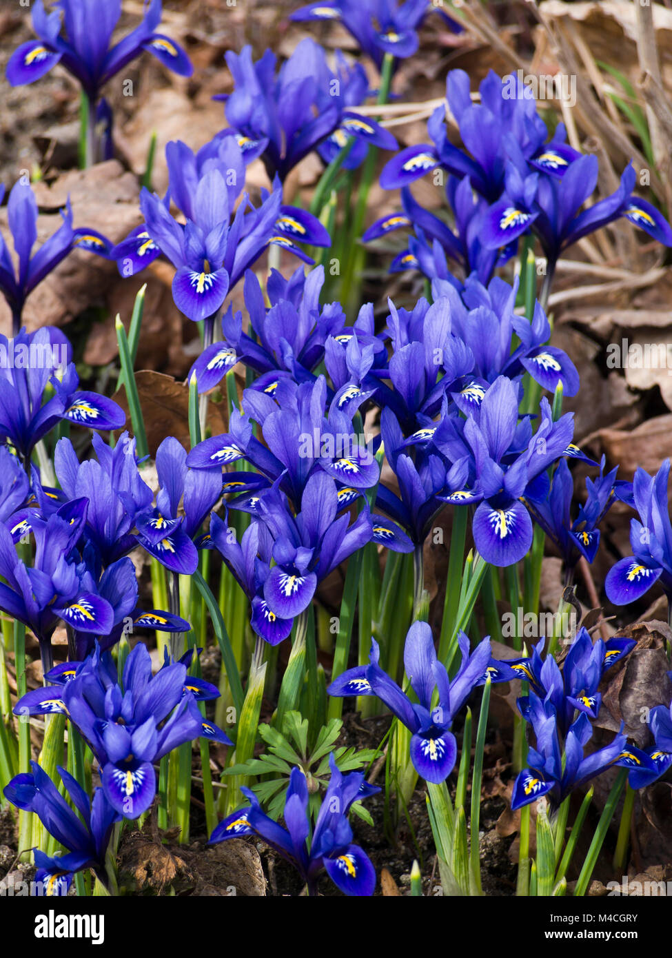 Iris reticulata,iris reticolare o golden compensate iris, infiorescenza di primavera nel giardino botanico dell'Università di Oslo Norvegia Foto Stock
