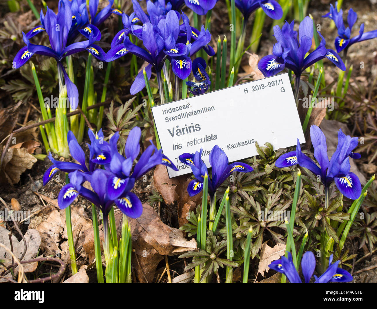 Iris reticulata,iris reticolare o golden compensate iris, infiorescenza di primavera nel giardino botanico dell'Università di Oslo Norvegia Foto Stock