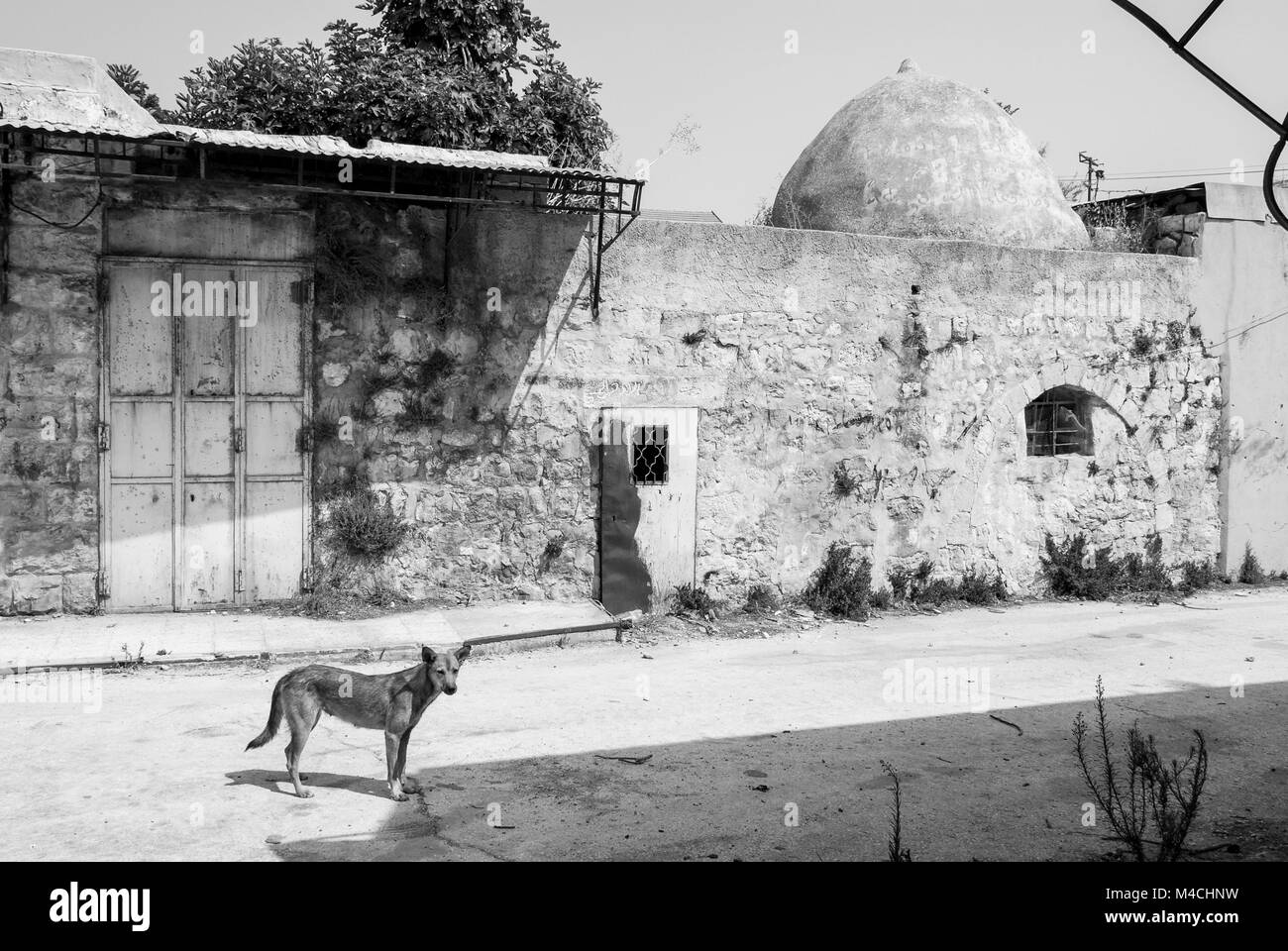 Immagine in bianco e nero di un cane in strada di Hebron, Israele. Foto Stock