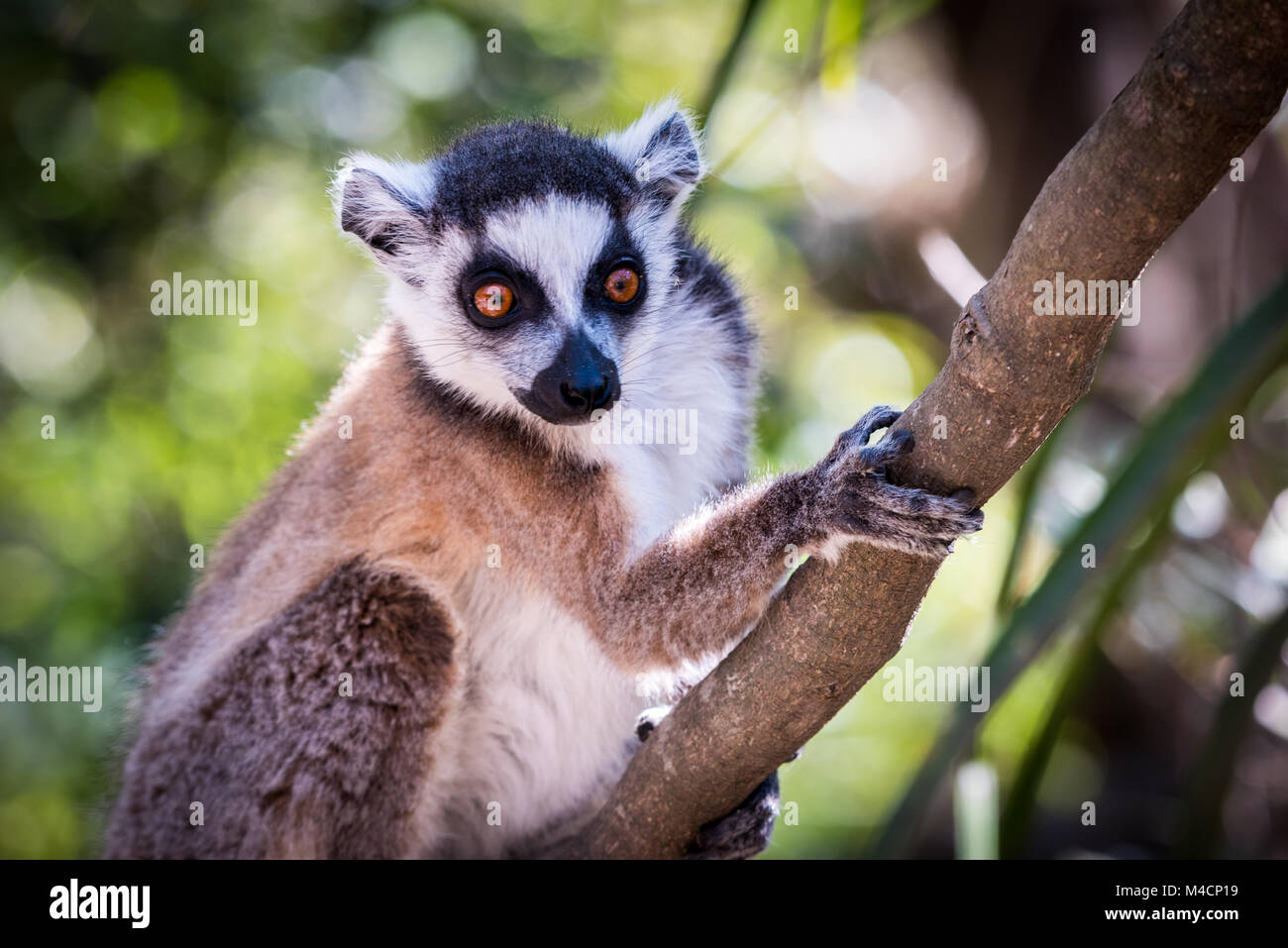Anello lemure codato, Madagascar Foto Stock