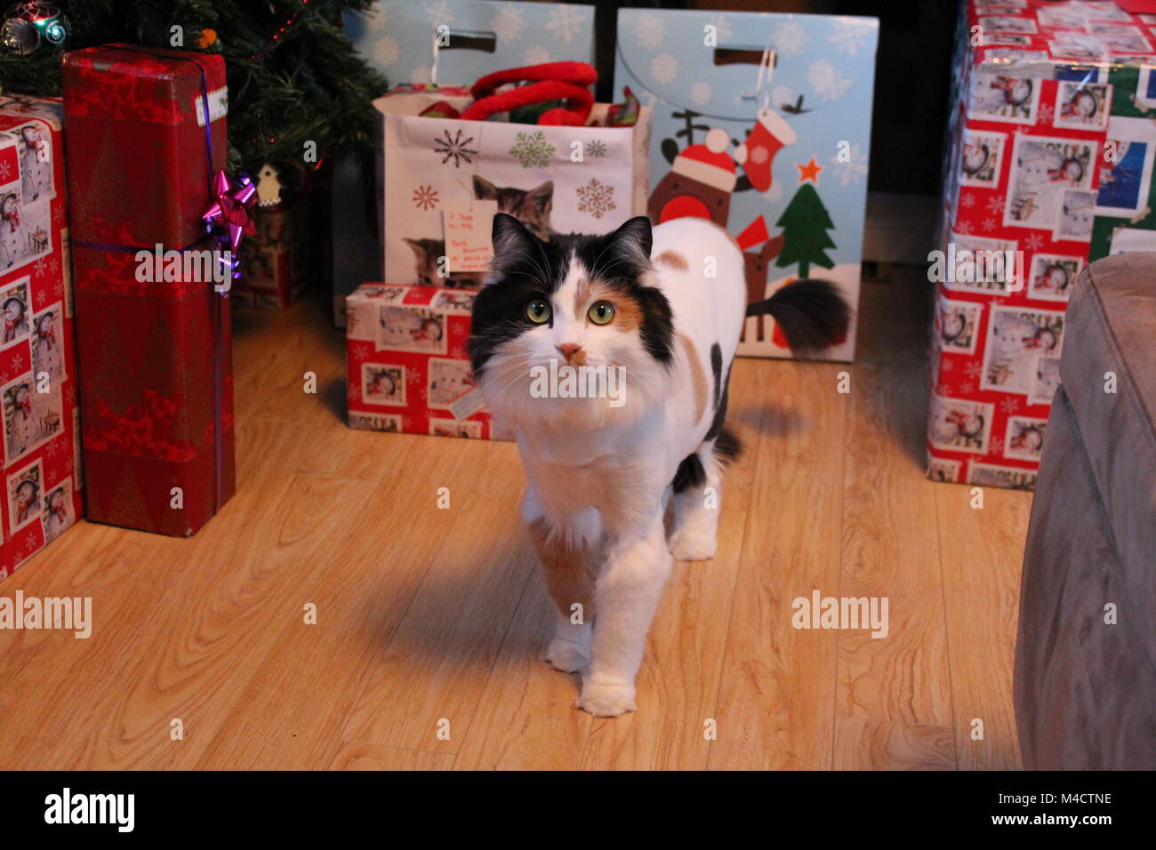 Fotogenico lion simile a cat in attesa per i suoi regali di Natale. Foto Stock