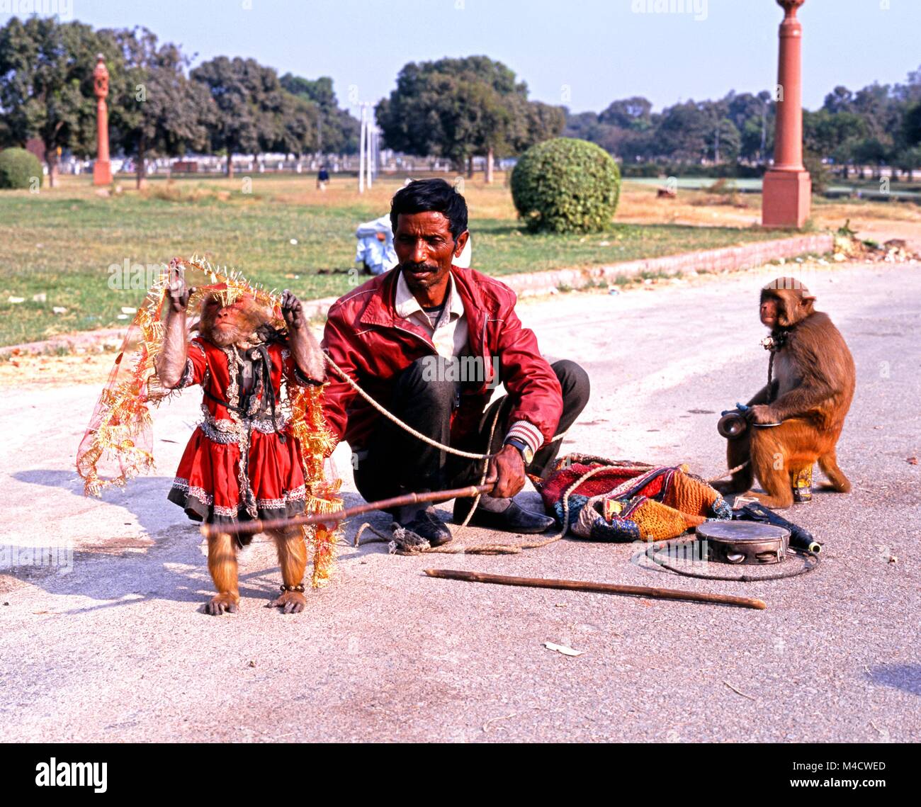 Uomo indiano con le scimmie di eseguire trick in città, Delhi, Delhi il territorio dell' Unione, India. Foto Stock