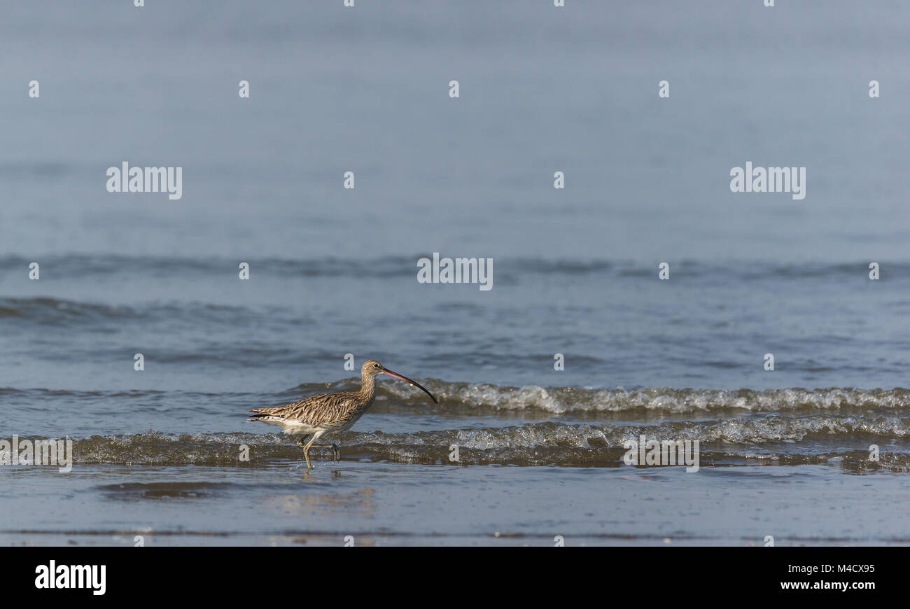 Un Eurasian Curlew gli uccelli trampolieri e la pesca in mare Foto Stock