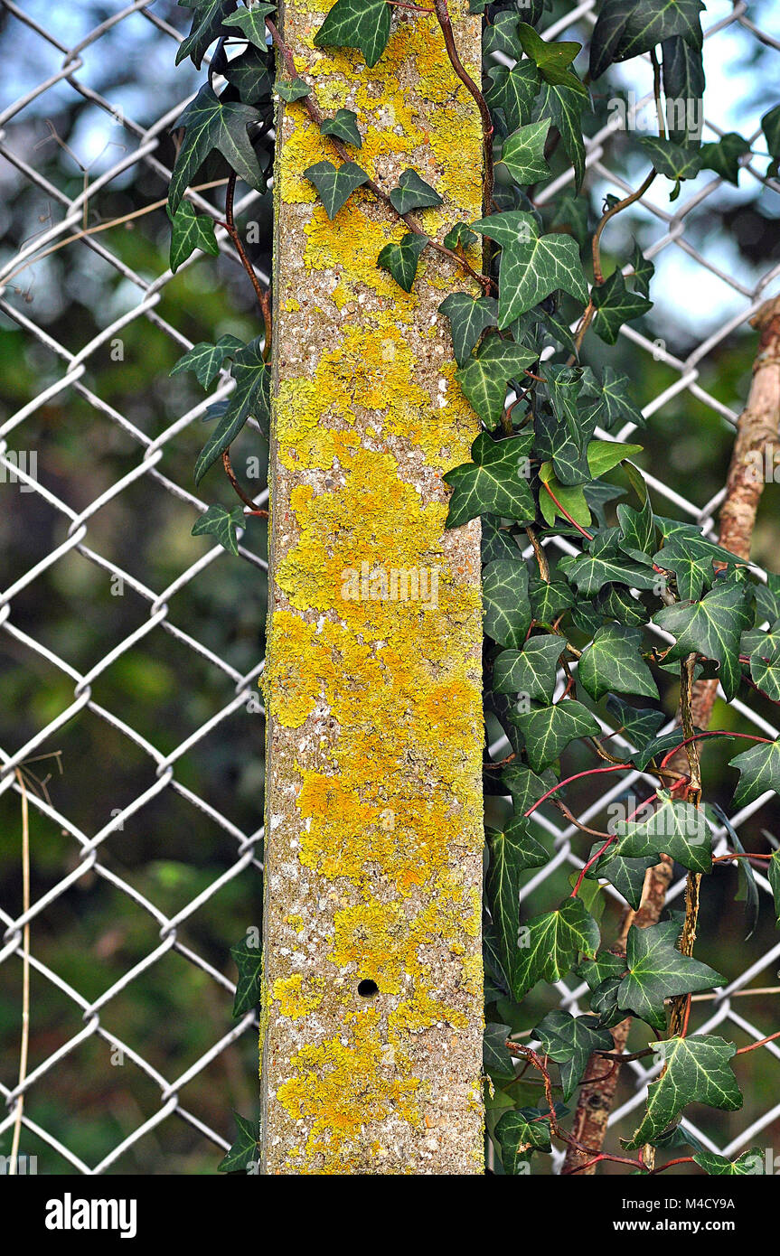 Comune lichene arancione (Xanthoria parietina) su un palo di cemento in Hampshire, Inghilterra Foto Stock