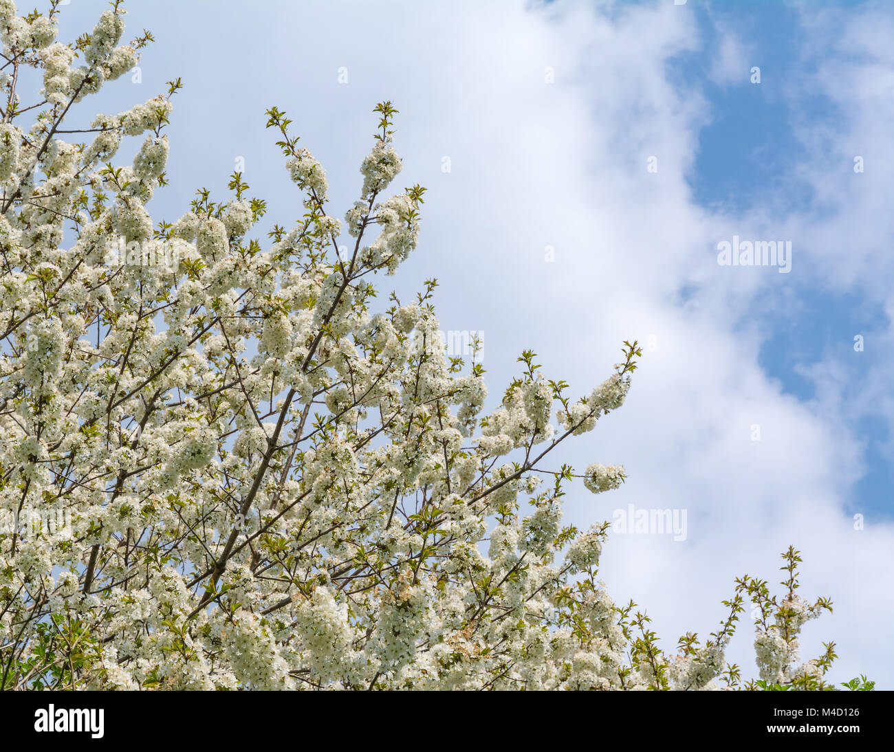 Cherry Tree blossom contro un nuvoloso cielo blu in primavera Foto Stock