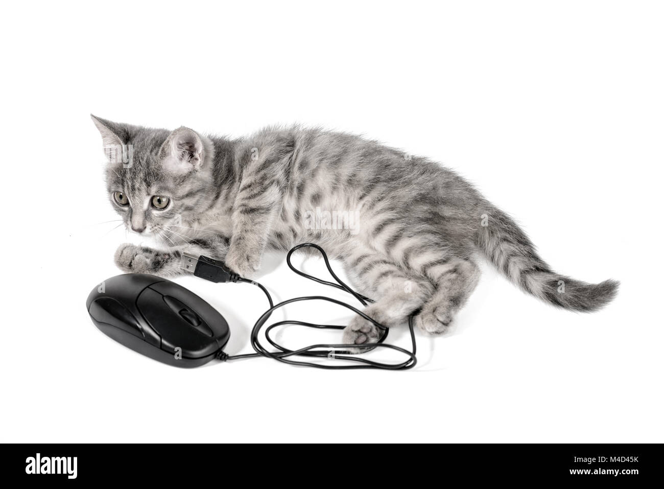 Piccolo e bellissimo gattino gioca con il mouse del computer Foto Stock