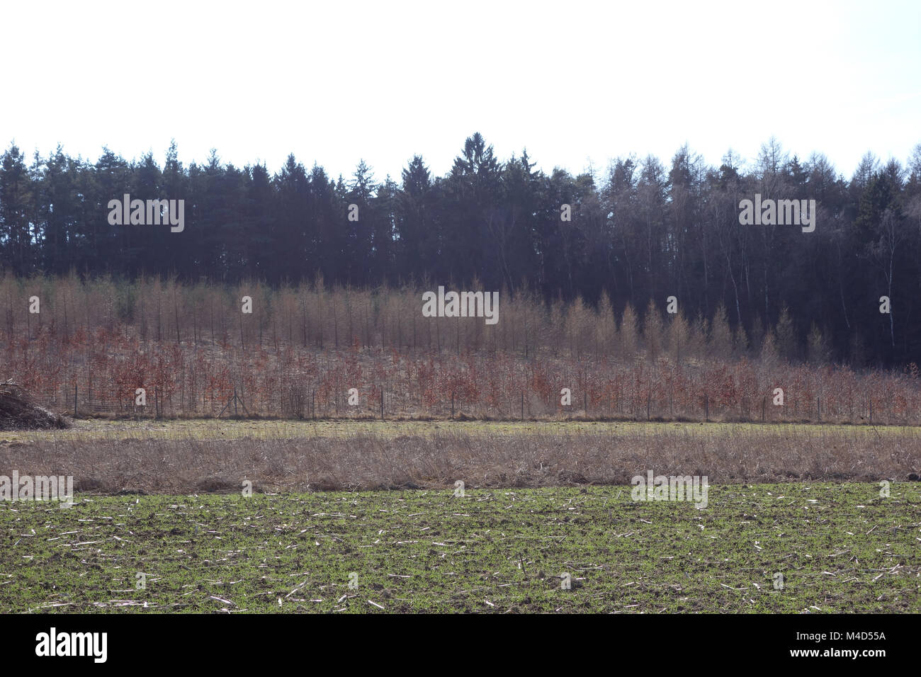 Larix europaea, larice giovane foresta in inverno Foto Stock