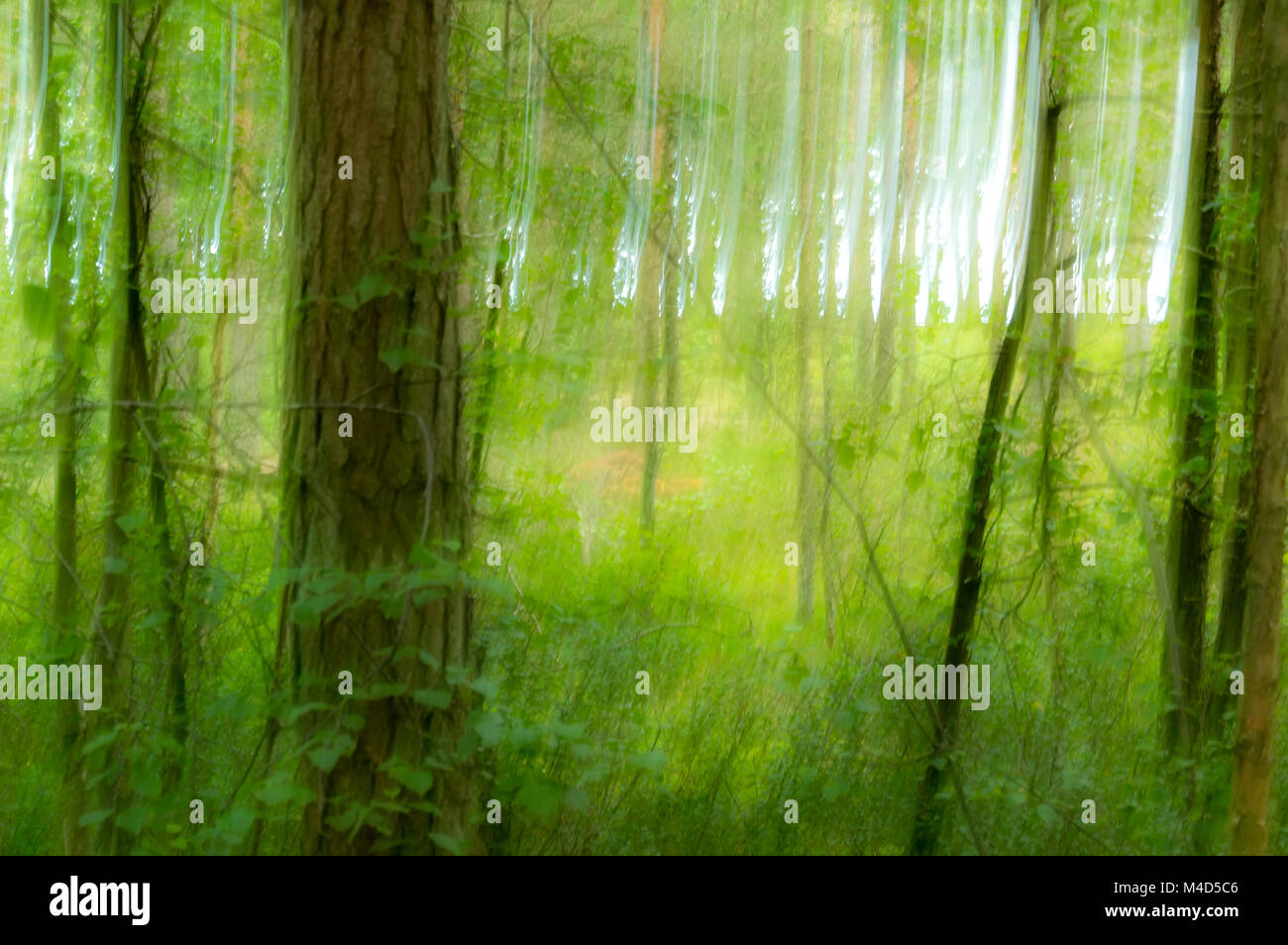 Dreaming forrest Foto Stock