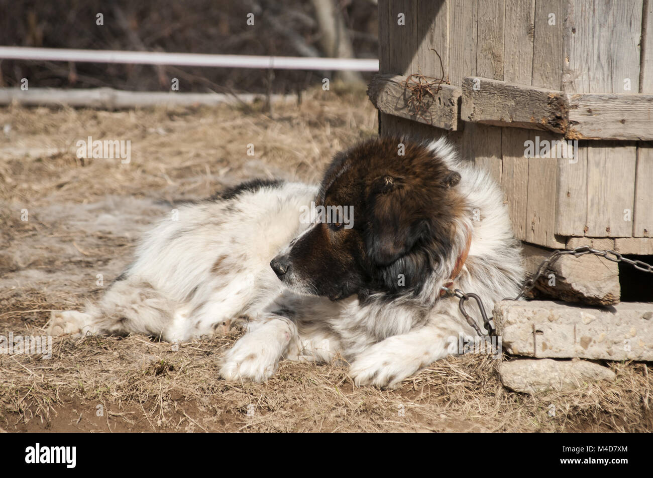 Mountain cane pastore nel villaggio di cantiere Foto Stock