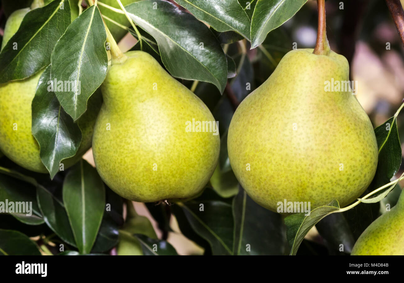 Appetitose pere mature su un ramo di albero. Foto Stock