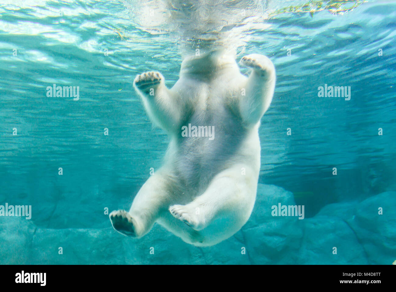 Orso polare (noto anche come Thalarctos maritimus Foto Stock