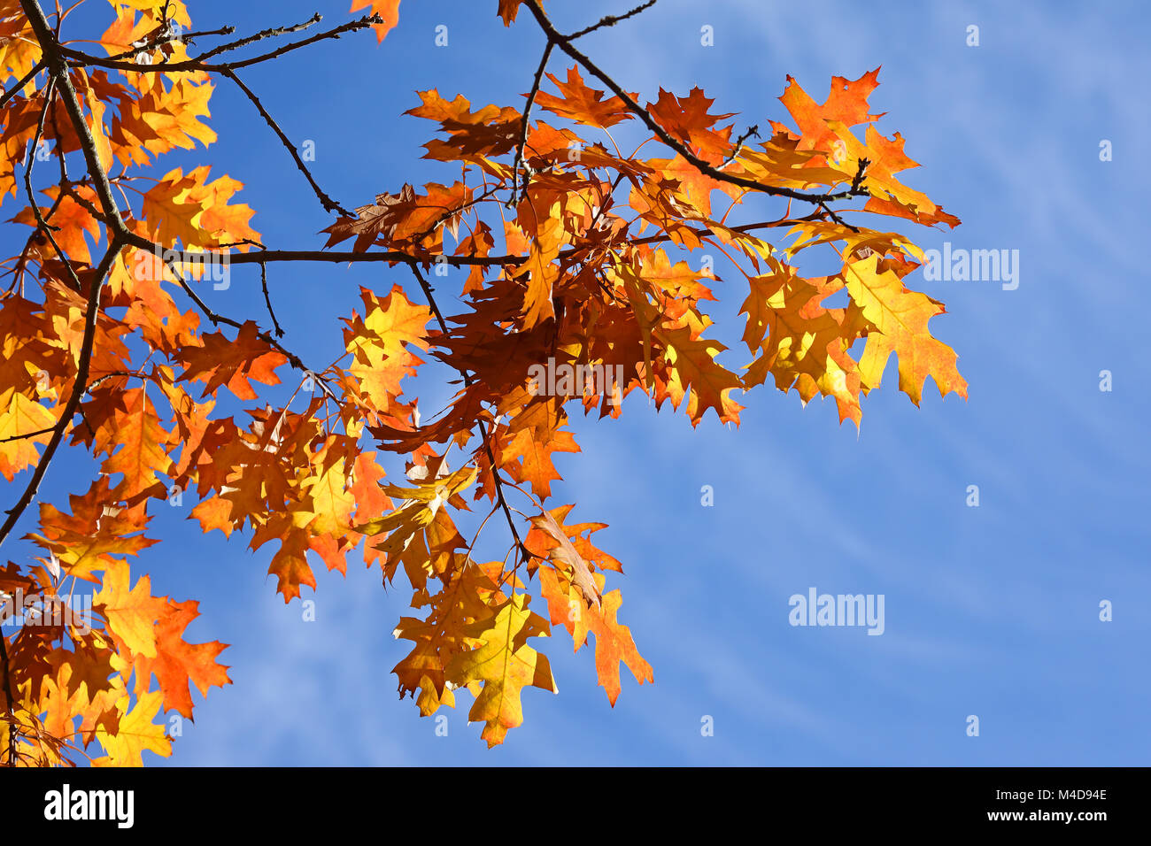 Le foglie in autunno Foto Stock