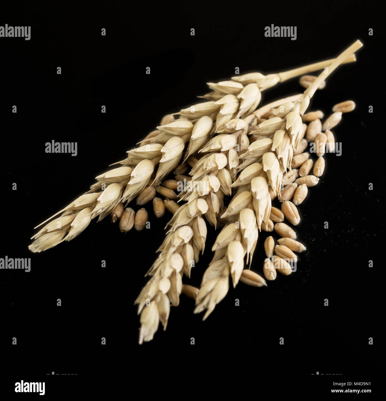 spighe di grano Foto Stock