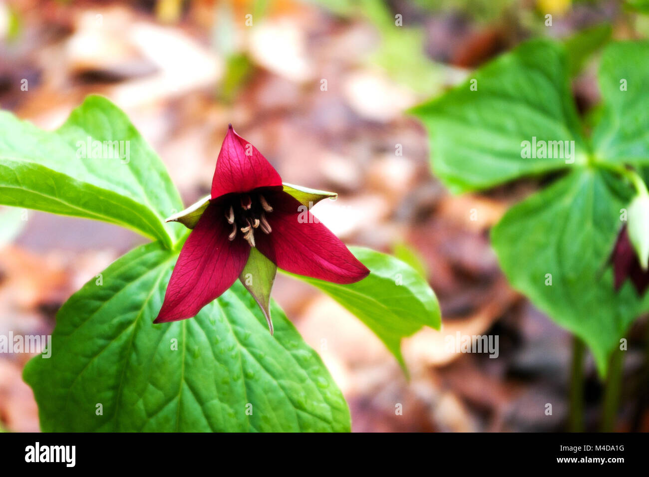 Purple Trillium nella primavera del Nuovo Brunswick Foto Stock