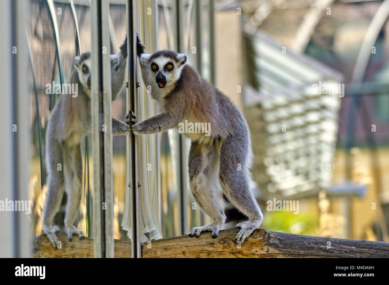 Anello-tailed lemur con vista stupito Foto Stock