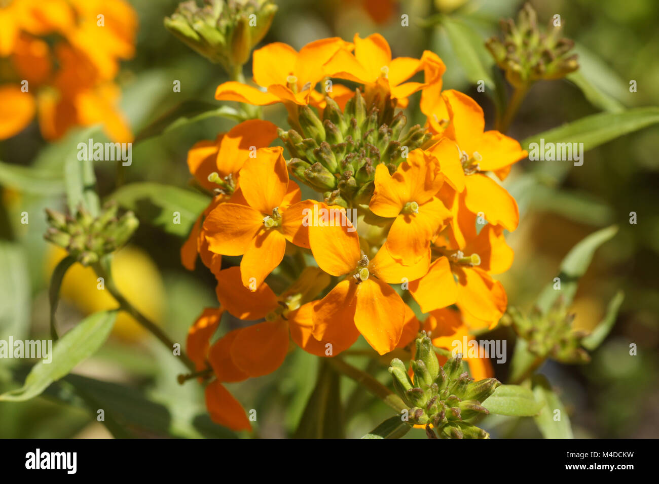 Cheiranthus cheiri, fiore di parete Foto Stock