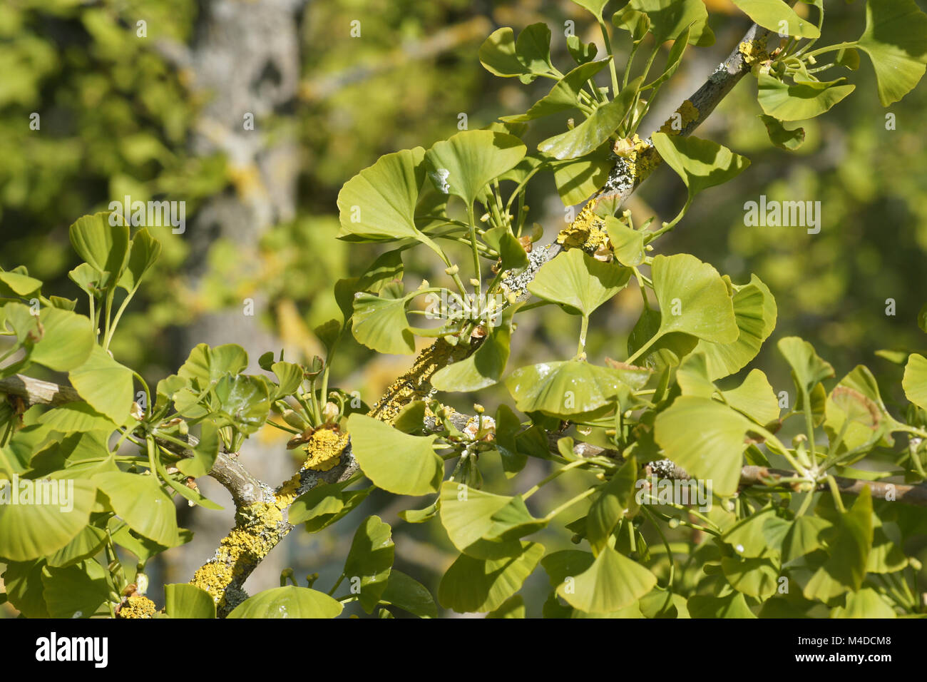 Il Ginkgo biloba, Maidenhair Tree, fiori femminili Foto stock - Alamy
