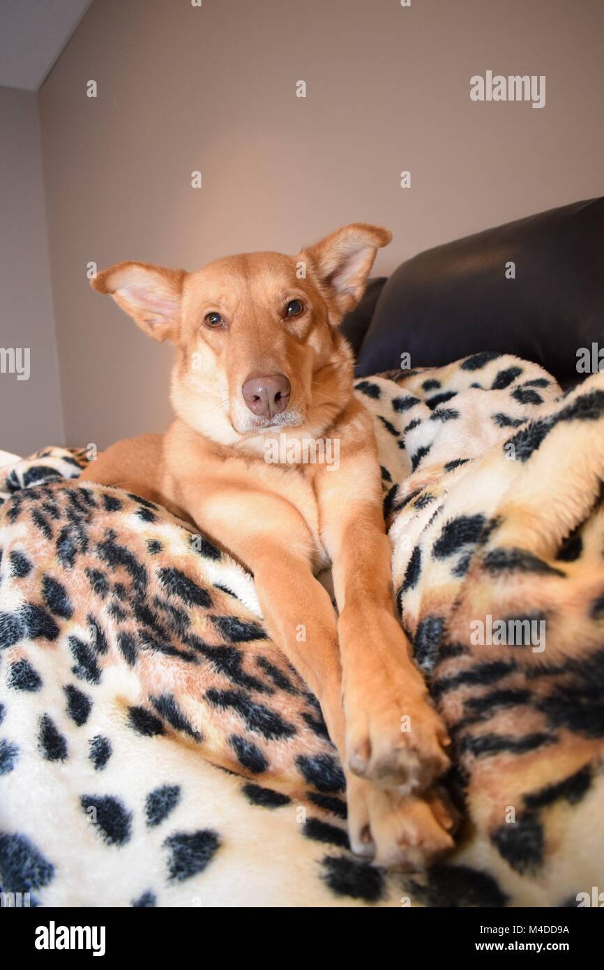 Cane sul divano Foto Stock